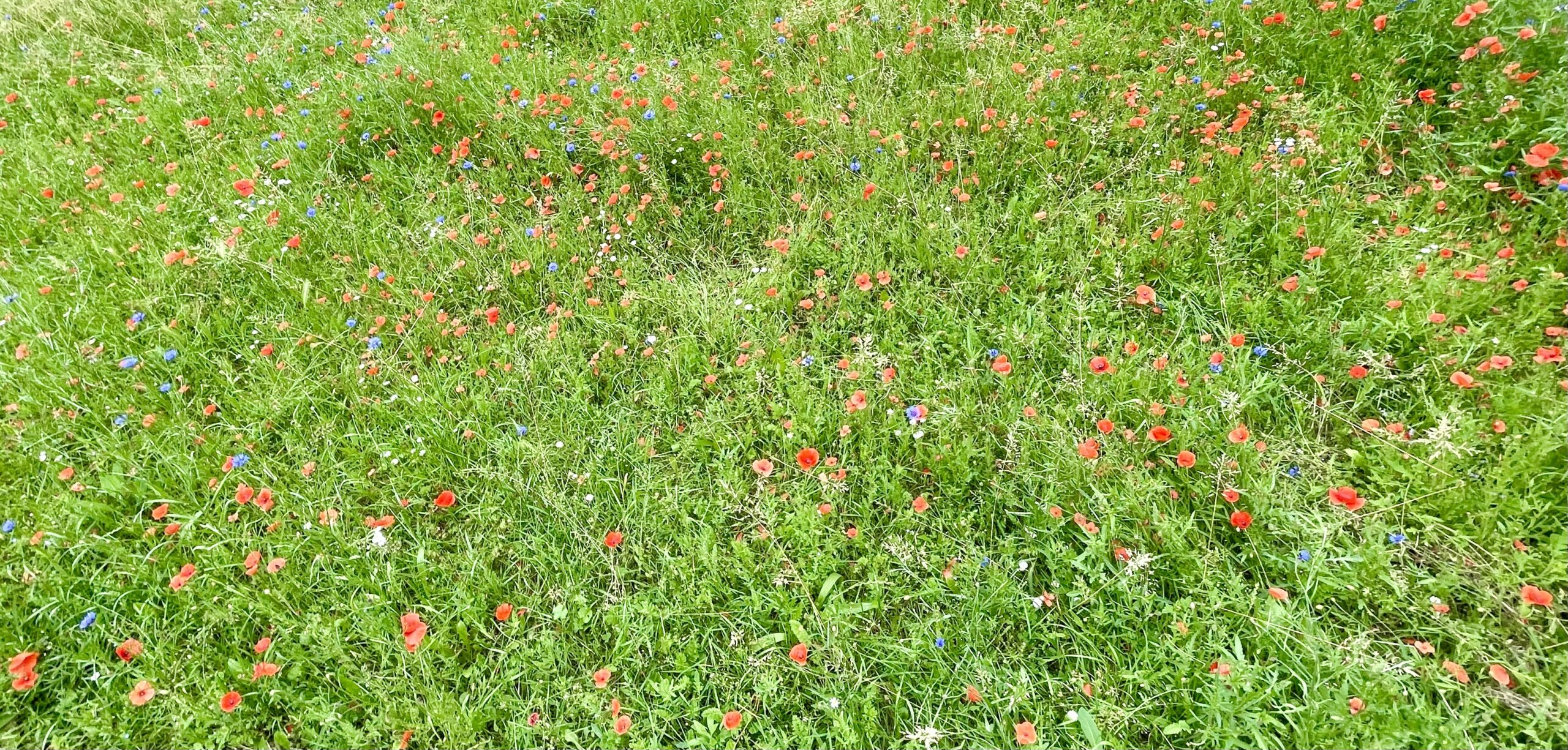 Les fleurs du mal